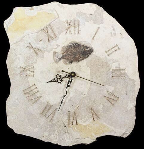Clock With Cockerellites Fish Fossil - Cyber Monday Special! #51436